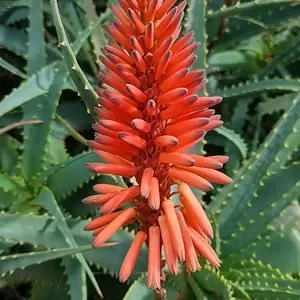 A lovely pop of colour on a cloudy Winter's day.