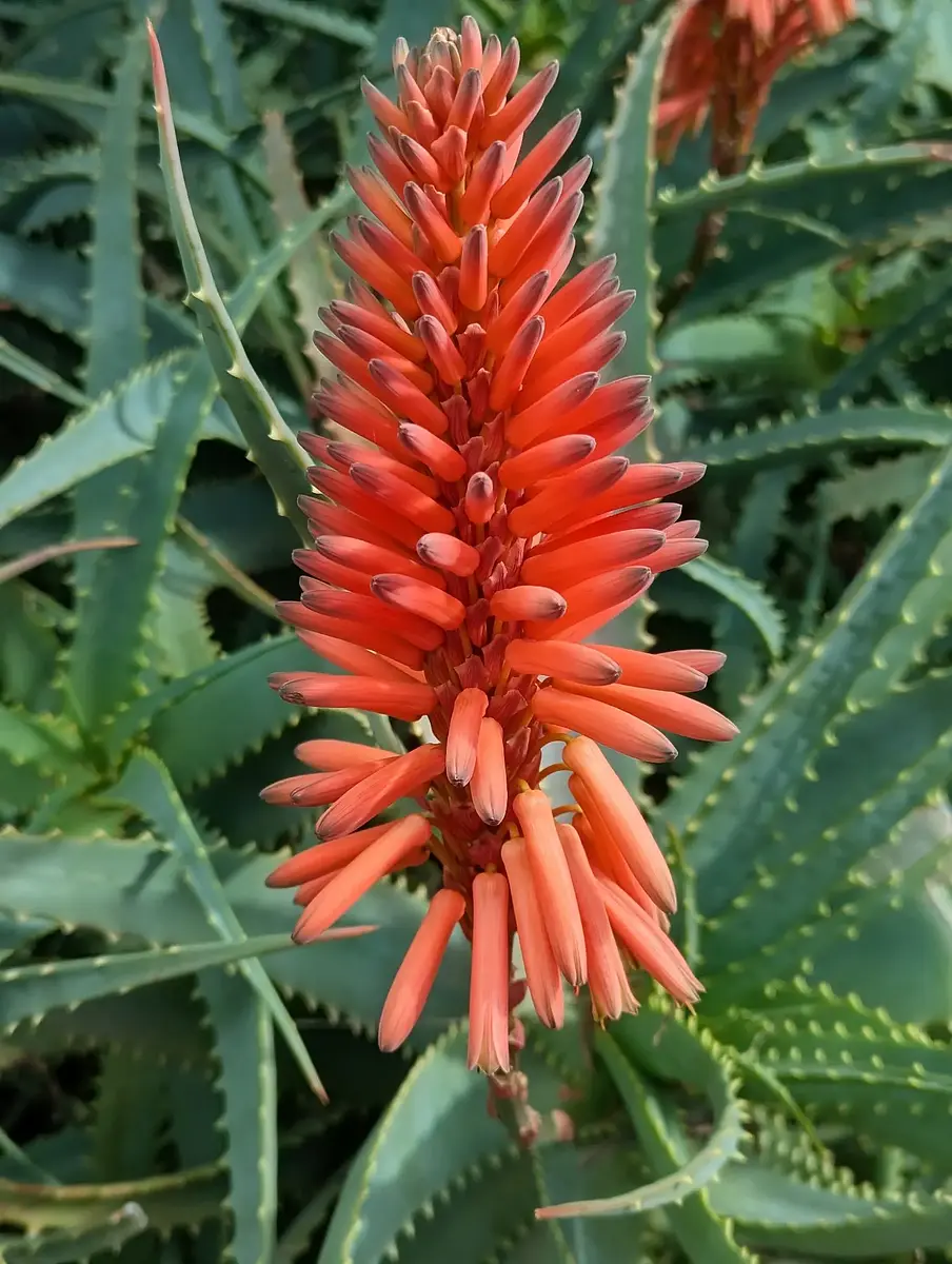 A lovely pop of colour on a cloudy Winter's day.