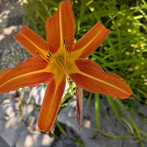 Walked to Garden Market this morning.